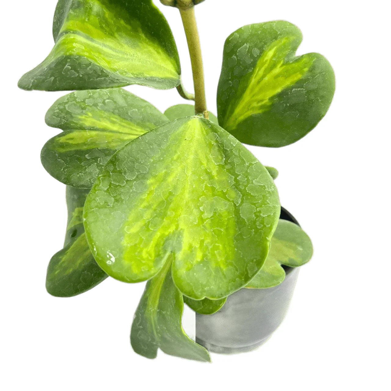 zimmerpflanze grün gestreifte blätter Drachenbaum Dracaena Lemon Lime – Zimmerpflanze – Ø17cm – ↕65cm –
