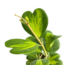 Load image into Gallery viewer, Hoya kerrii inner variegated with heart-shaped green leaves and yellow centers in a black pot
