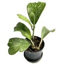 Load image into Gallery viewer, Hoya kerrii splash variegated with heart-shaped leaves and silver splashes
