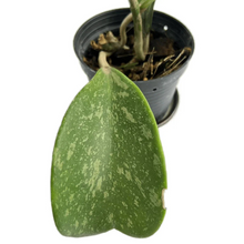 Load image into Gallery viewer, Hoya kerrii splash variegated with heart-shaped leaves and silver splashes
