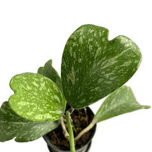 Load image into Gallery viewer, Hoya kerrii splash variegated with heart-shaped leaves and silver splashes
