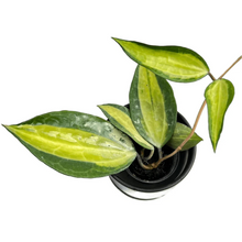 Load image into Gallery viewer, Hoya macrophylla inner variegated with large leaves and yellow center in black pot
