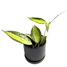 Load image into Gallery viewer, Hoya macrophylla inner variegated with large leaves and yellow center in black pot
