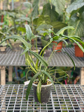 Load image into Gallery viewer, Philodendron paloraense
