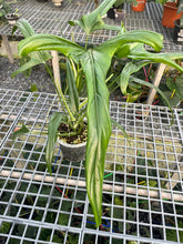 Load image into Gallery viewer, Philodendron paloraense
