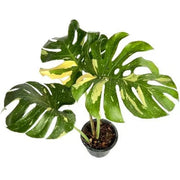 Monstera Thai Constellation with white variegated fenestrated leaves in a black pot
