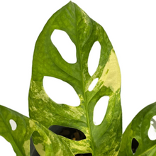 Load image into Gallery viewer, Monstera adansonii aurea variegated with fenestrated yellow-green foliage in a black pot.
