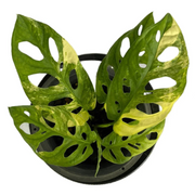 Monstera adansonii aurea variegated with fenestrated yellow-green foliage in a black pot.