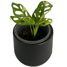 Load image into Gallery viewer, Monstera adansonii aurea variegated with fenestrated yellow-green foliage in a black pot.
