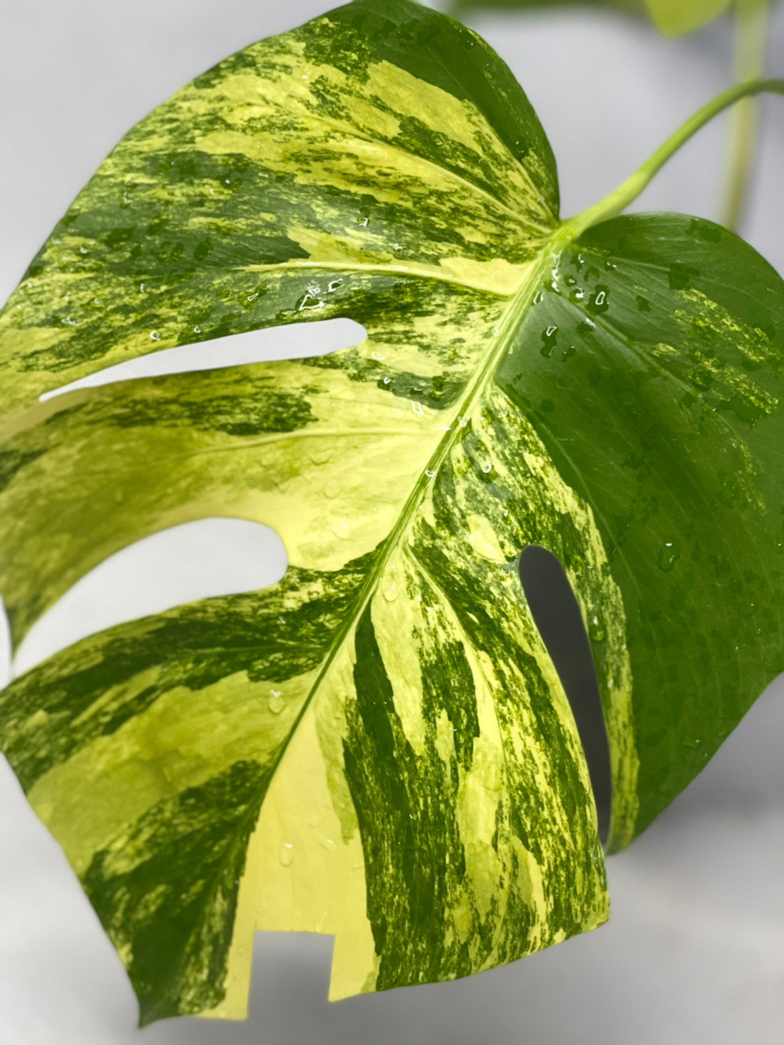 Monstera Borsigiana 'Aurea' - Plant Hawaii