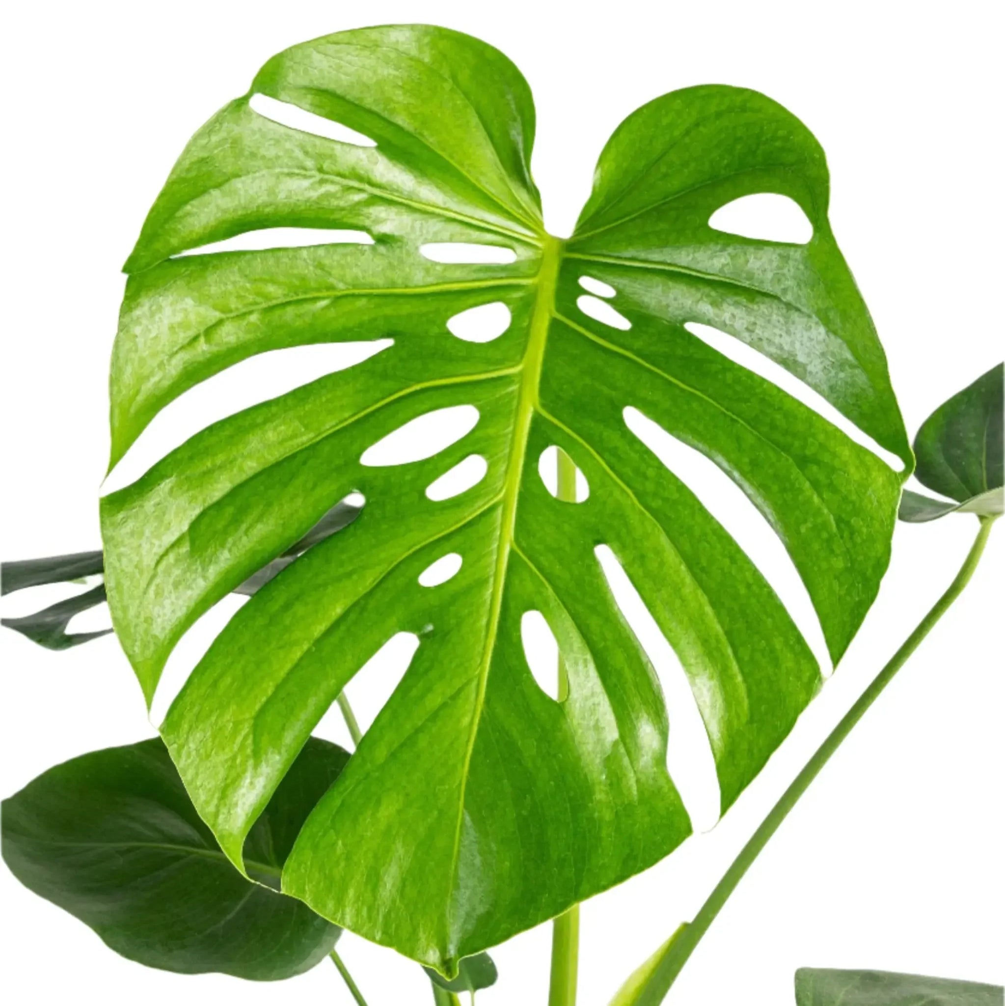 exotic monstera plant Monstera deliciosa – Thai Exotic Greenery