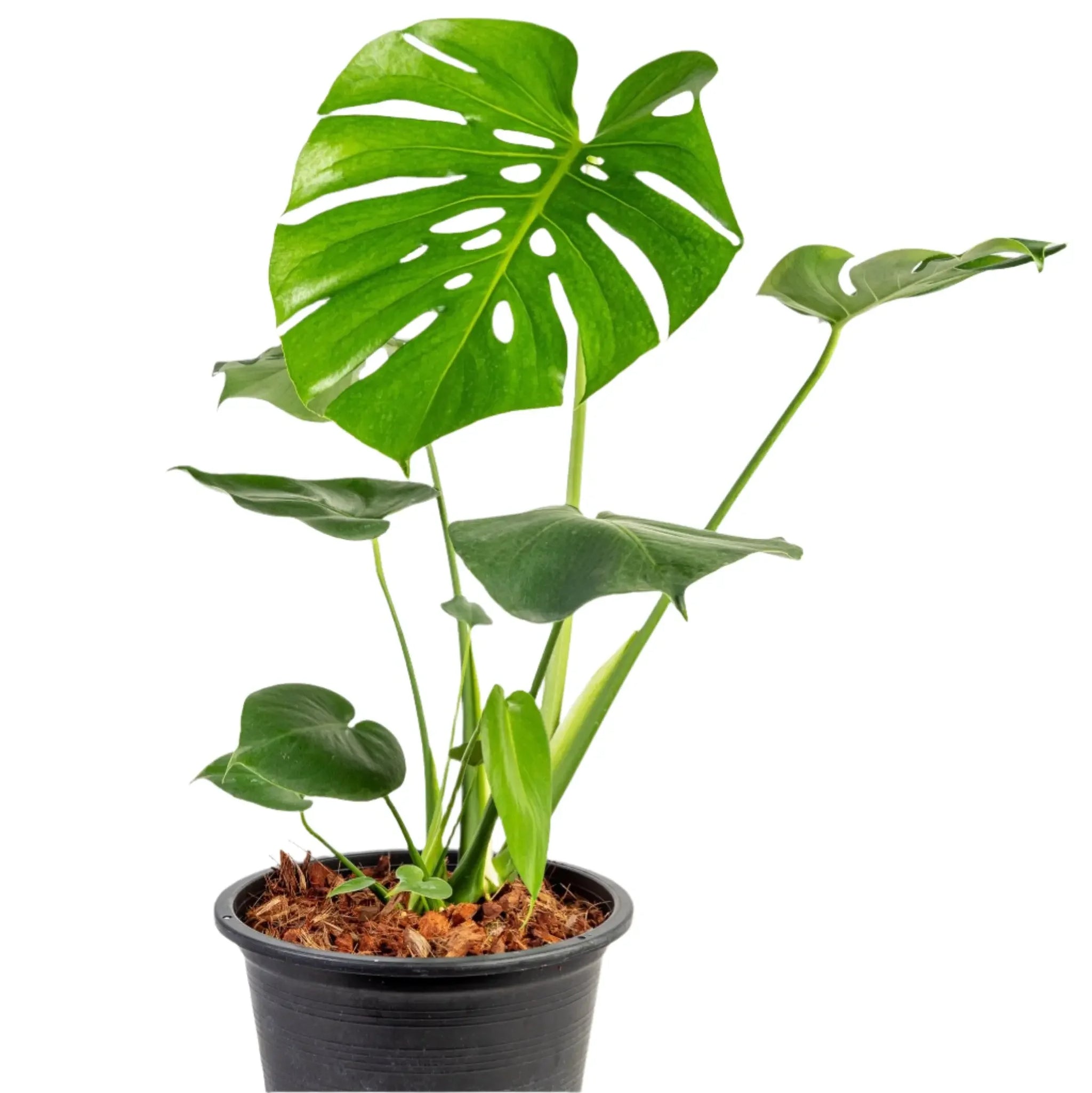 buy a monstera Monstera deliciosa – Thai Exotic Greenery