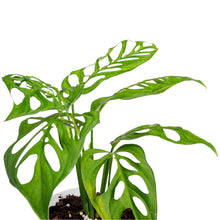 Load image into Gallery viewer, Monstera esqueleto with highly fenestrated green leaves in a pot
