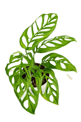 Monstera esqueleto with highly fenestrated green leaves in a pot