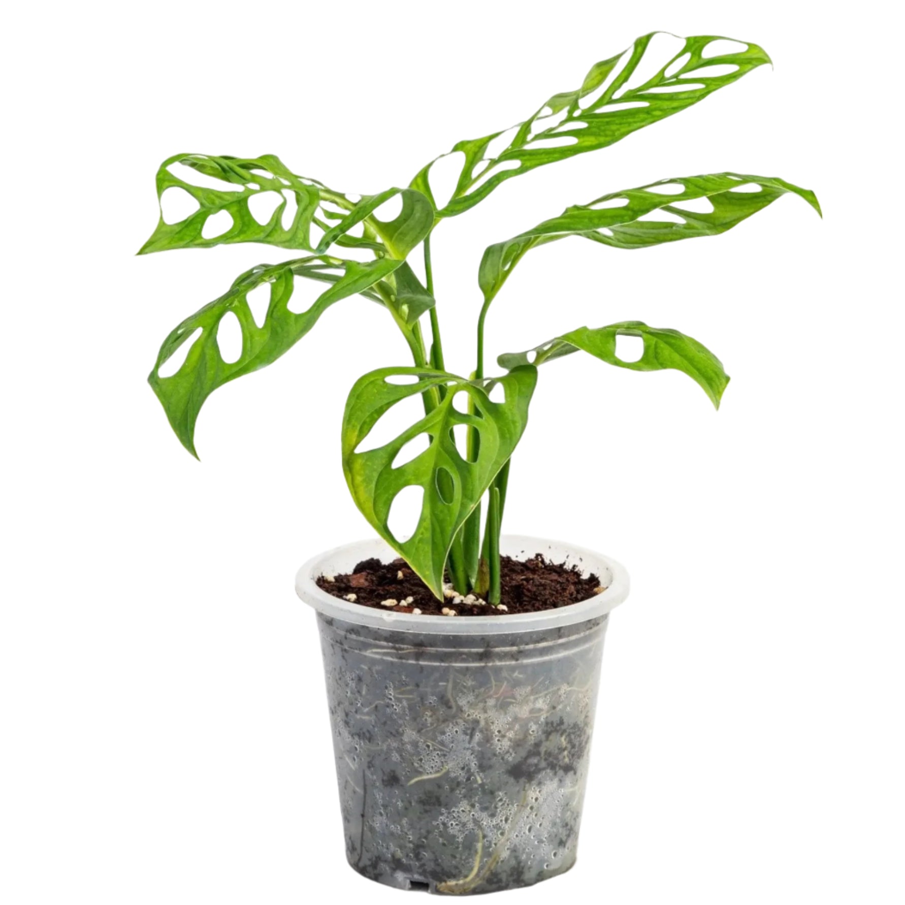 costa farms monstera esqueleto Monstera Esqueleto – TEG