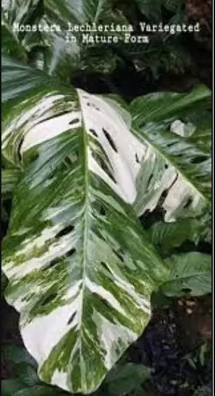 variegated monsteras Monstera lechleriana 'Variegata'