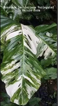 Load image into Gallery viewer, Monstera lechleriana variegated with striking white and green marbled leaves.

