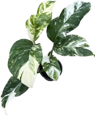 Monstera lechleriana variegated with striking white and green marbled leaves.