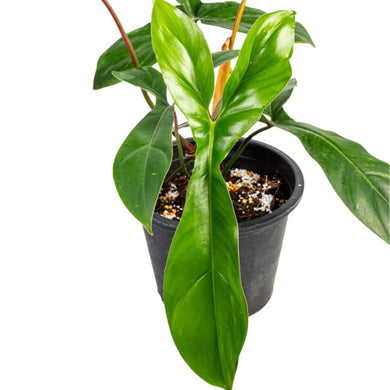 Philodendron 69686 with glossy lobed green leaves in a black nursery pot.