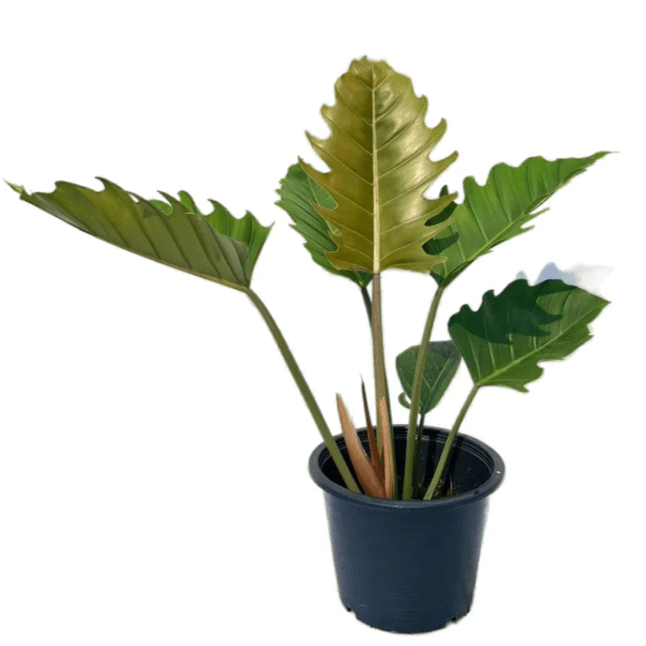 Philodendron Caramel Marble Green with glossy lobed leaves in a black pot