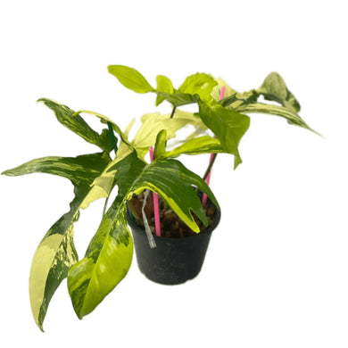 Philodendron Florida Beauty Variegated with creamy white and green marbled lobed leaves in a black nursery pot.