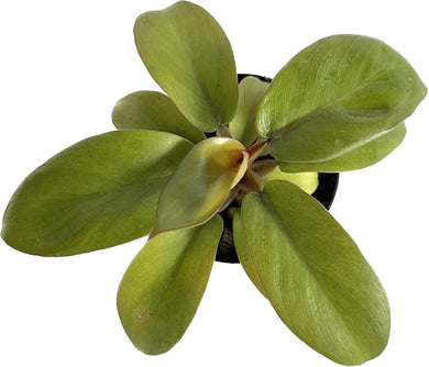 Philodendron Gold Cardinal with golden-green, broad glossy leaves
