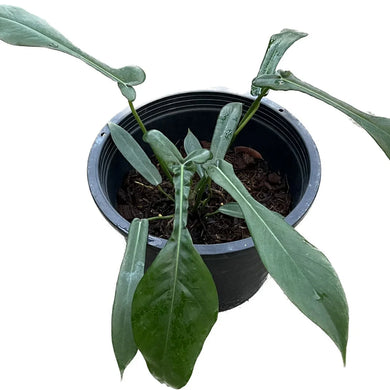Philodendron Joepii with narrow elongated leaves and unique lobed tips in a pot