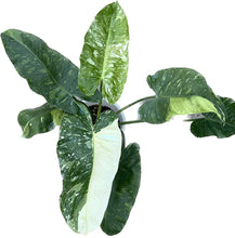 Load image into Gallery viewer, Philodendron Jose Buono with large green leaves and white variegation
