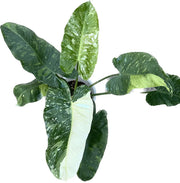 Philodendron Jose Buono with large green leaves and white variegation