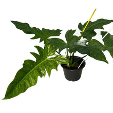 Load image into Gallery viewer, Philodendron Mottled Dragon with yellow-green variegated, lobed leaves in a pot
