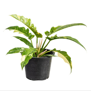 Philodendron Ring of Fire with variegated serrated leaves in green, cream, and orange tones.