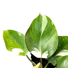Load image into Gallery viewer, Philodendron White Knight Marble Variegated with green leaves and bold white marbling.
