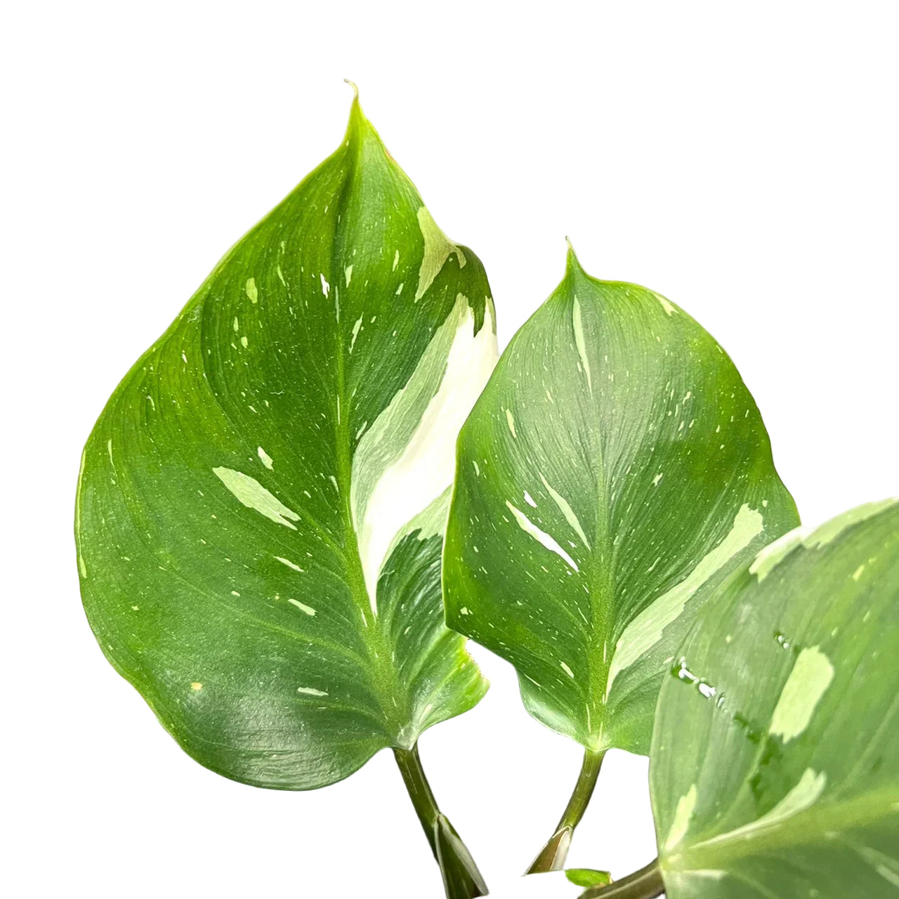 philodendron narrow escape white variegata Philodendron White Knight Marble Variegated - TEG