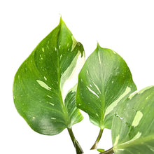 Load image into Gallery viewer, Philodendron White Knight Marble Variegated with green leaves and bold white marbling.

