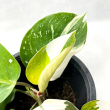Load image into Gallery viewer, Philodendron White Knight Marble Variegated with green leaves and bold white marbling.
