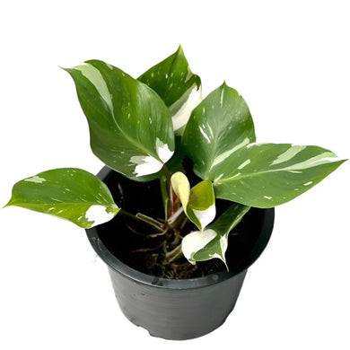 Philodendron White Knight Marble Variegated with green leaves and bold white marbling.