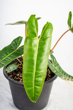 Load image into Gallery viewer, Philodendron billietiae
