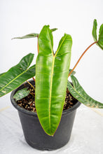 Load image into Gallery viewer, Philodendron billietiae

