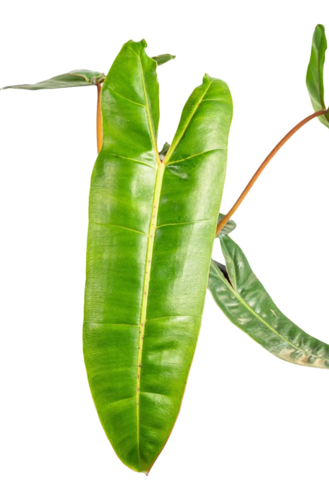 Philodendron billietiae with long glossy green leaves and orange petioles.