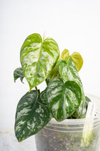 Load image into Gallery viewer, Philodendron brantianum wild form
