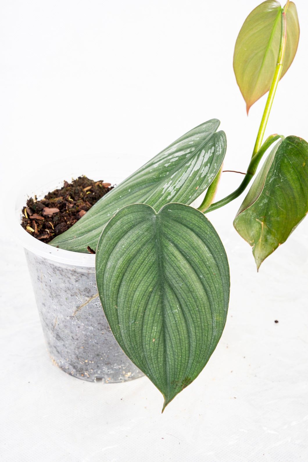 Philodendron burle marx fantasy