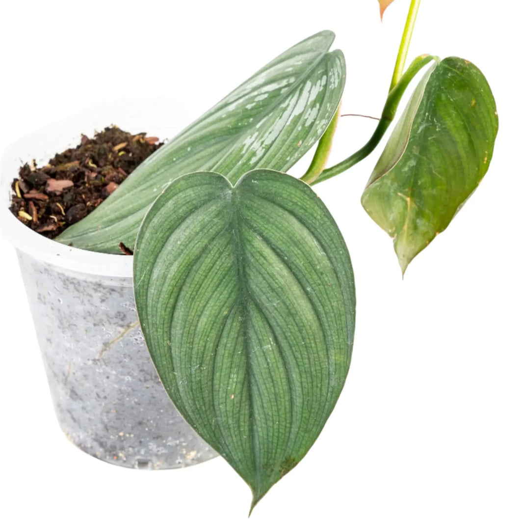 Philodendron burle marx fantasy