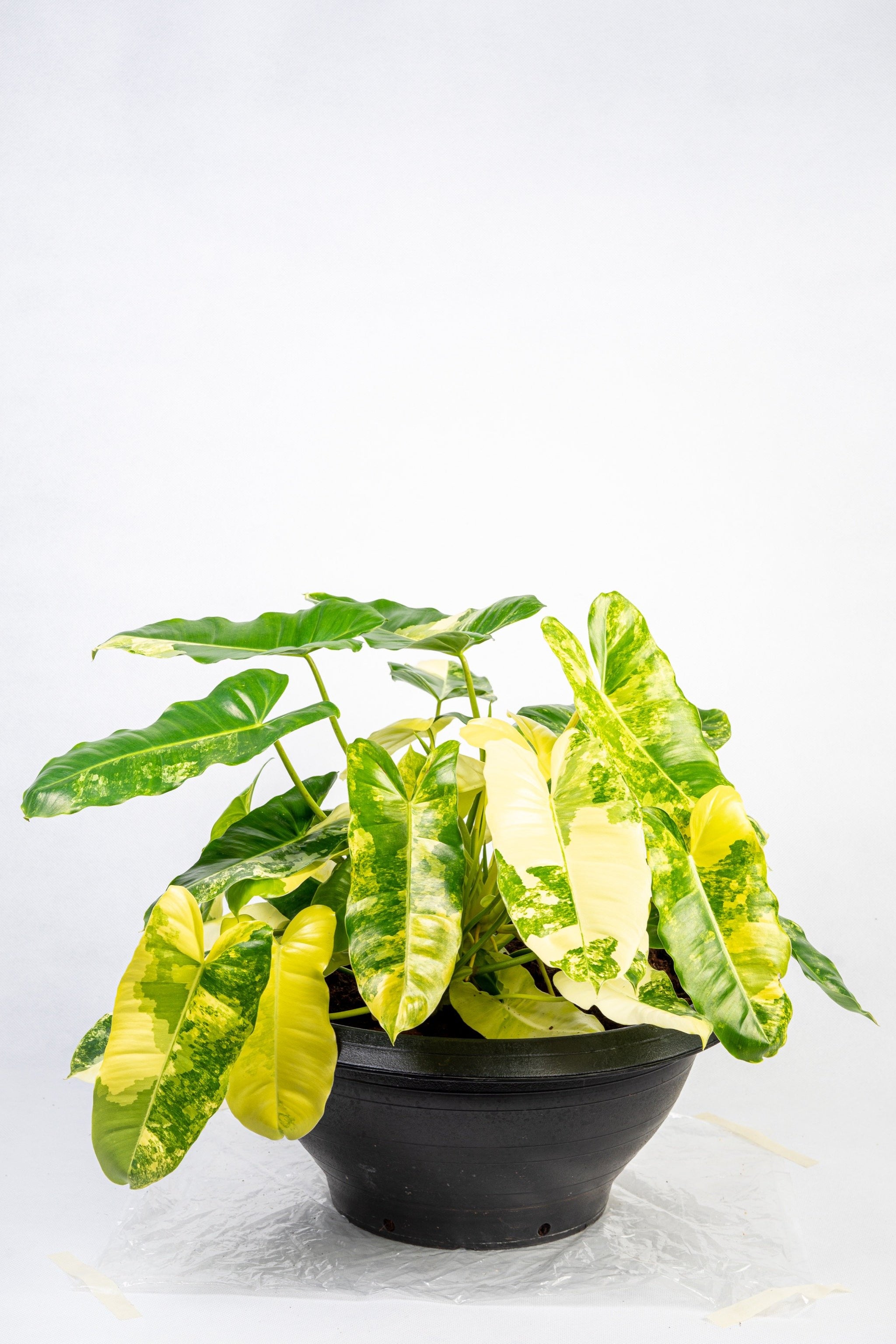 Philodendron burle marx variegated – Thai Exotic Greenery Philodendron burle marx variegated – Thai Exotic Greenery