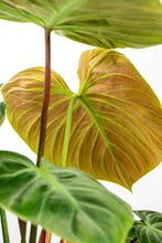 Load image into Gallery viewer, Philodendron el choco red
