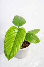 Load image into Gallery viewer, Philodendron genevievianum
