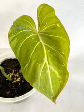 Load image into Gallery viewer, Philodendron gloriosum x maximum variegated
