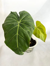 Load image into Gallery viewer, Philodendron gloriosum x maximum variegated
