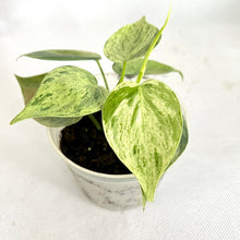 Load image into Gallery viewer, Philodendron hederaceum variegated
