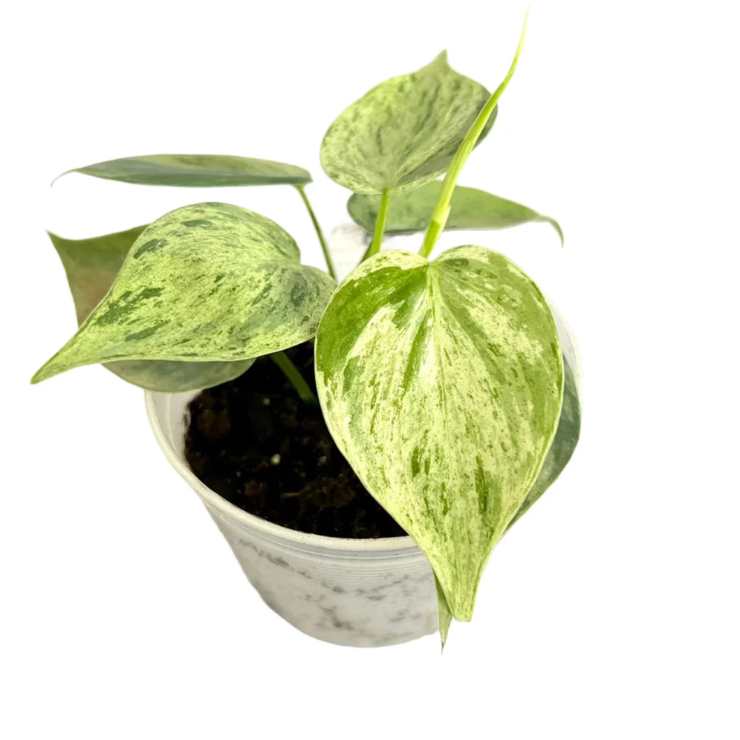 Variegated Philodendron hederaceum with heart-shaped green and white marbled leaves in a white pot.