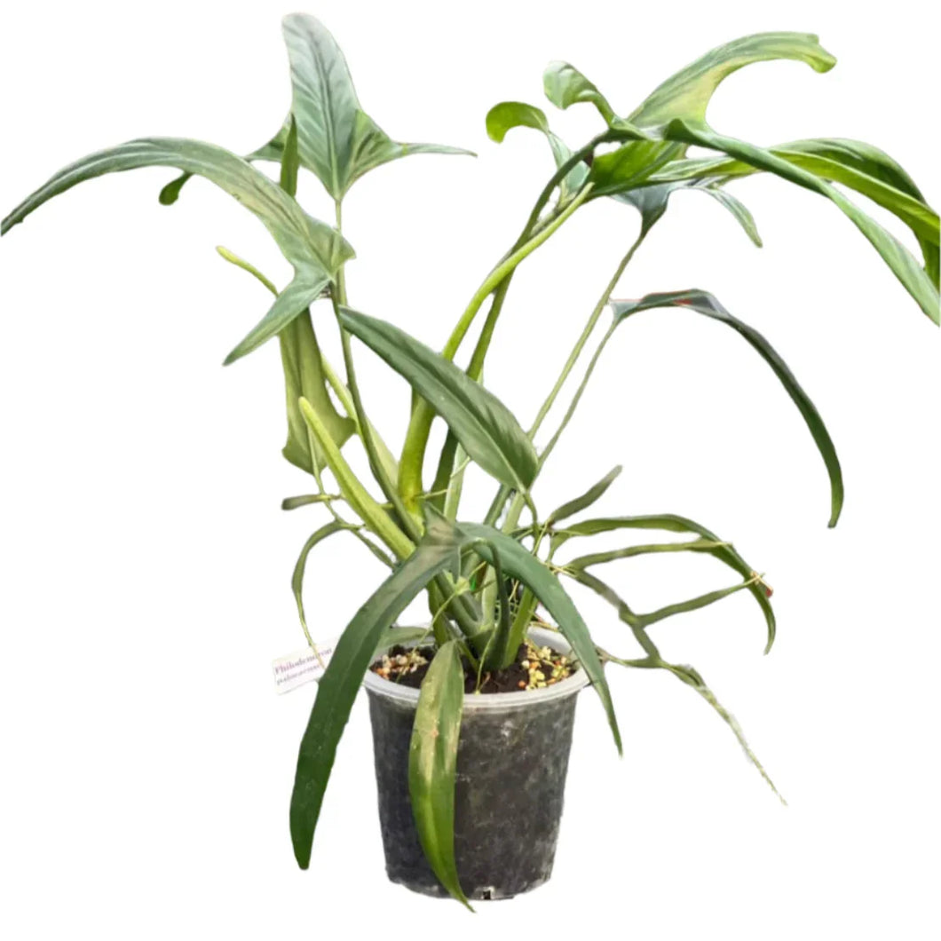 Philodendron paloraense with long, narrow, rippled green leaves in a plastic pot.